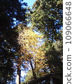 陽光下的樹 109066648