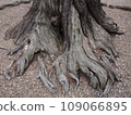 牢牢抓住大地的樹根 109066895
