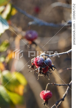 On a frosty day, I quietly cultivated the fruit of Hermanus. On a frosty day, I quietly cultivated the fruit of Hermanus. 109067152