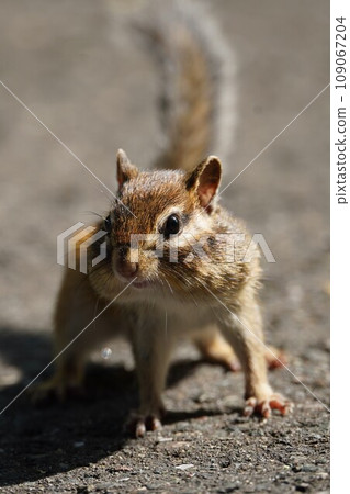 A chipmunk with its mouth swollen and in a pose A chipmunk with its mouth swollen and in a pose 109067204