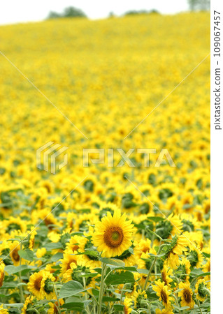 向日葵田 北見地區向日葵田 向日葵田 向日葵 向日葵 109067457