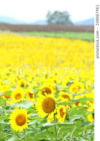 Sunflower field Kitami region sunflower field Sunflower field Sunflower Sunflower Sunflower field Kitami region sunflower field Sunflower field Sunflower Sunflower 109067461