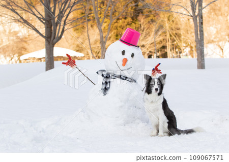 Border collie sitting with a snowman 109067571