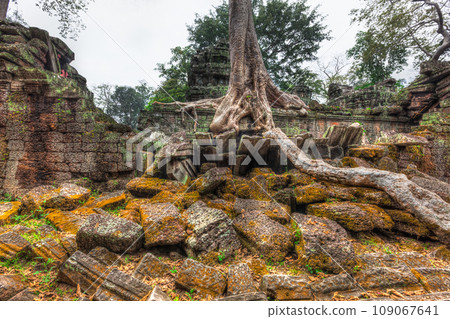 High dynamic range (hdr) image of ancient ruins with trees, Ta Prohm temple, Angkor, Cambodia High dynamic range (hdr) image of ancient ruins with trees, Ta Prohm temple, Angkor, Cambodia 109067641