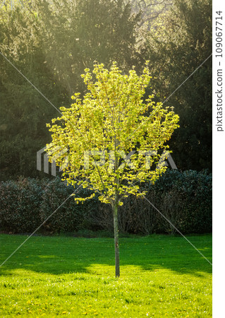 Young tree in spring in sun rays 109067714
