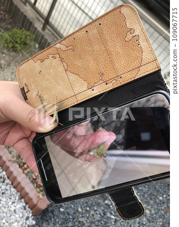 當我在智慧型手機上查看照片時,一隻蚱蜢飛到了我的手中。 當我在智慧型手機上查看照片時,一隻蚱蜢飛到了我的手中。 109067715