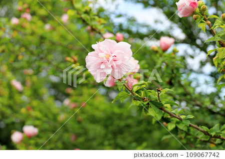 Yaesaki Mukuge flower 109067742