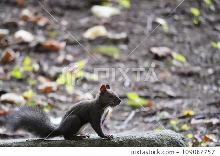 Squirrel at the end of summer 109067757