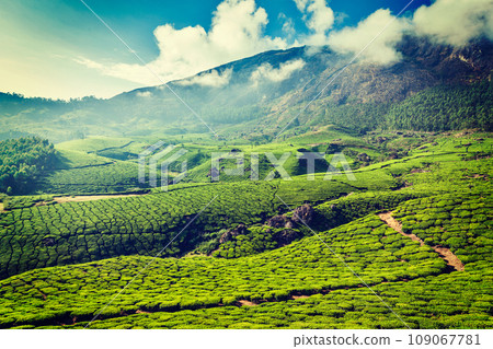 Vintage retro hipster style travel image of Kerala India travel background - green tea plantations in Munnar, Kerala, India - tourist attraction 109067781