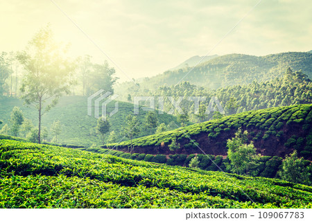 Vintage retro hipster style travel image of Kerala India travel background - green tea plantations in Munnar, Kerala, India in the morning on sunrise 109067783
