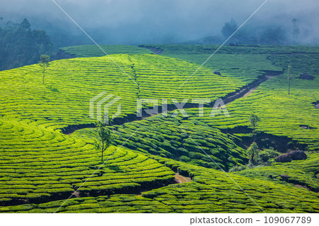 Kerala India travel background - green tea plantations in Munnar, Kerala, India - tourist attraction Kerala India travel background - green tea plantations in Munnar, Kerala, India - tourist attraction 109067789