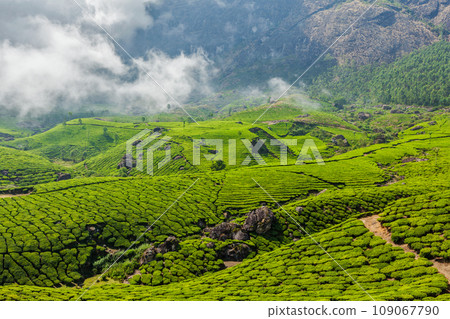 Kerala India travel background - green tea plantations in Munnar, Kerala, India - tourist attraction Kerala India travel background - green tea plantations in Munnar, Kerala, India - tourist attraction 109067790