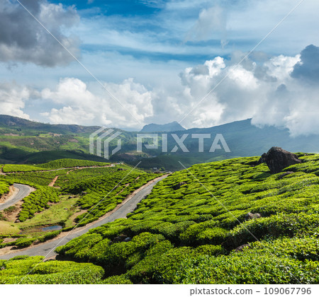 Kerala India travel background - road in green tea plantations in mountains in Munnar, Kerala, India Kerala India travel background - road in green tea plantations in mountains in Munnar, Kerala, India 109067796