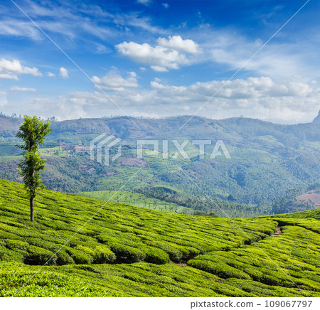 Kerala India travel background - green tea plantations in Munnar, Kerala, India - tourist attraction Kerala India travel background - green tea plantations in Munnar, Kerala, India - tourist attraction 109067797