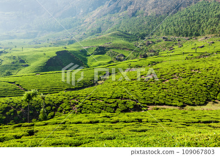 Kerala India travel background - green tea plantations in Munnar, Kerala, India close up Kerala India travel background - green tea plantations in Munnar, Kerala, India close up 109067803