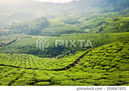 Kerala India travel background - green tea plantations in Munnar, Kerala, India - tourist attraction Kerala India travel background - green tea plantations in Munnar, Kerala, India - tourist attraction 109067805