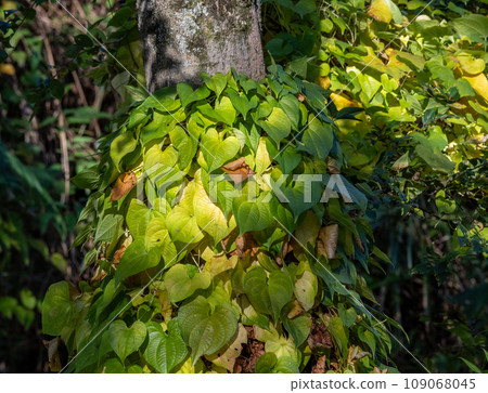 Dioscorea vine creeping on a tree Dioscorea vine creeping on a tree 109068045
