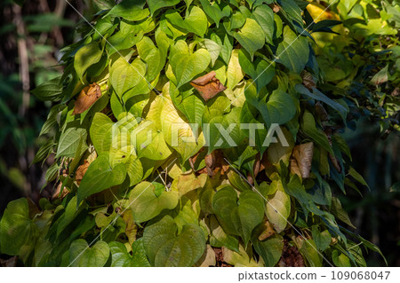 Dioscorea vine creeping on a tree Dioscorea vine creeping on a tree 109068047