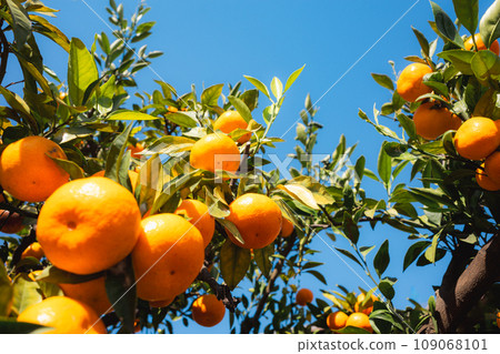 Mandarin oranges ripening under the blue sky A-3 Front blur Bright image 109068101