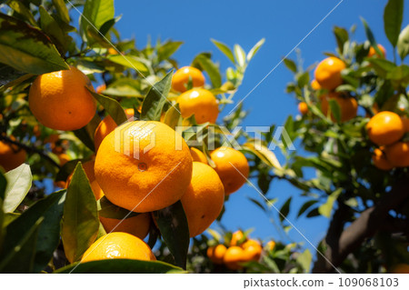 藍天下成熟的橘子 b-1 背景模糊 藍天下成熟的橘子 b-1 背景模糊 109068103
