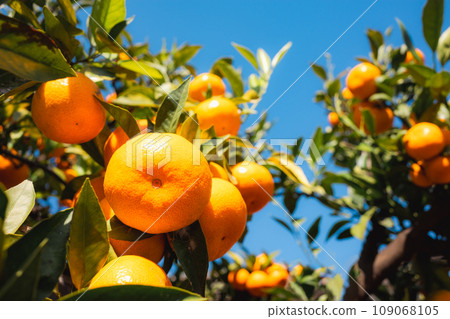 藍天下成熟的橘子 b-3 背景模糊明亮的影像 109068105