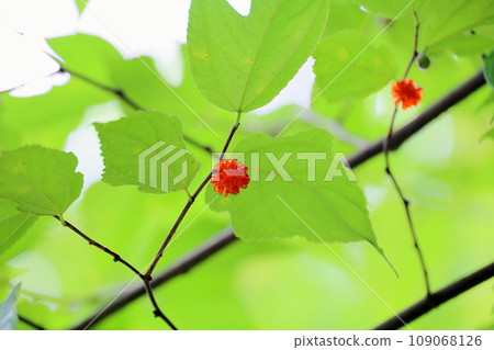 cute raspberry fruit 109068126