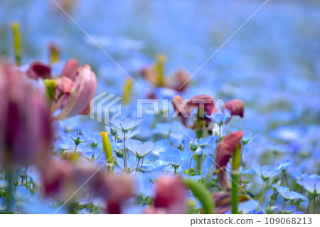 岡山 Nemophila 鬱金香 岡山森林公園 德國森林 岡山 Nemophila 鬱金香 岡山森林公園 德國森林 109068213