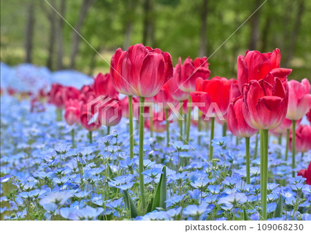 Okayama Nemophila Tulip Okayama Forest Park German Forest 109068230