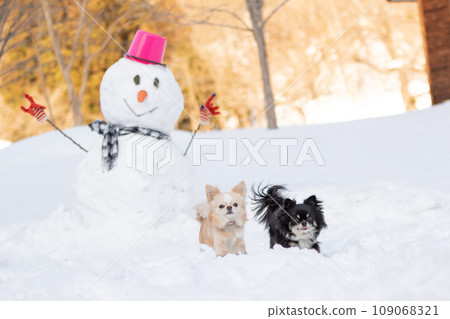 A snowman and two chihuahuas standing together 109068321