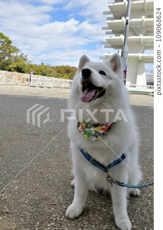 Take a commemorative photo with your dog in a large park 109068624