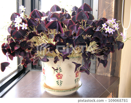 A pot of Oxalis triangularis in the bay window of Kitchen Kuni, Maki, Aso City, Kumamoto Prefecture A pot of Oxalis triangularis in the bay window of Kitchen Kuni, Maki, Aso City, Kumamoto Prefecture 109068781
