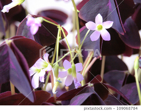 熊本縣阿蘇市真木市廚房國窗台上的一盆酢漿草 109068784