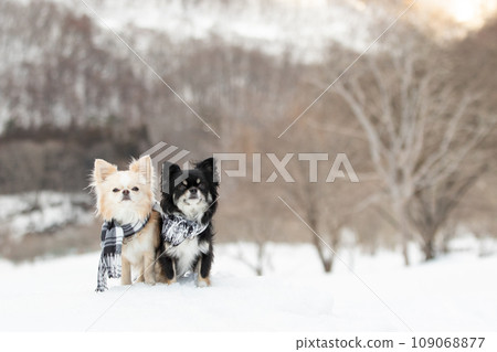 Two Chihuahuas standing side by side wearing mufflers on the snow 109068877