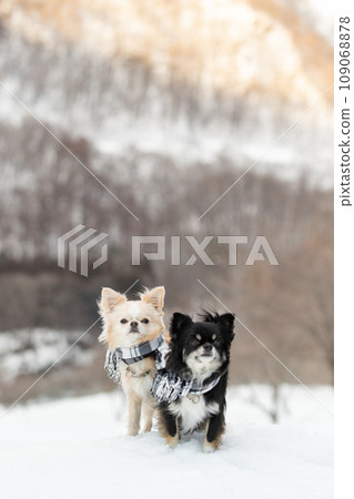 兩隻吉娃娃並排站在雪地上,戴著消音器 兩隻吉娃娃並排站在雪地上,戴著消音器 109068878