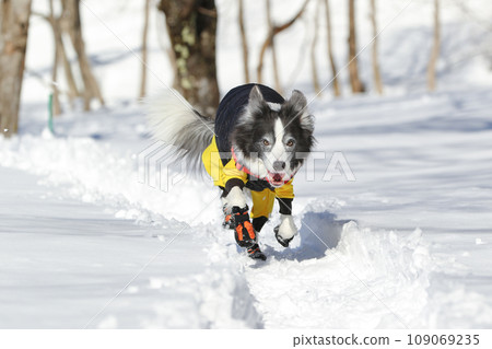 A border collie wearing clothes is happily running in the snow A border collie wearing clothes is happily running in the snow 109069235
