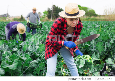 Woman farmer harvesting broccoli at a vegetable farm 109069268