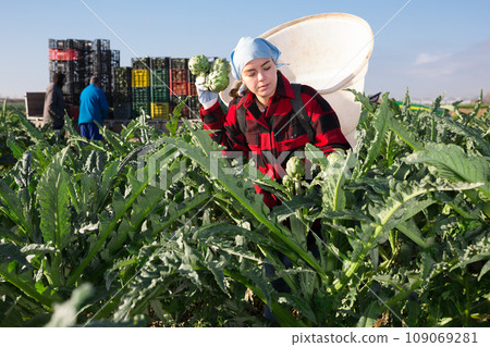 Young woman farmer harvests artichokes Young woman farmer harvests artichokes 109069281