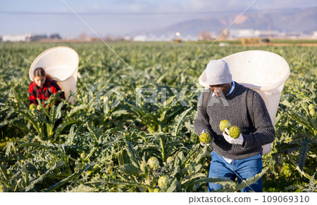 Man harvesting artichokes on field 109069310