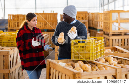 Two gardeners standing in storage and talking about pumpkin crop 109069347