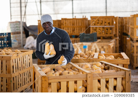 African american man farmer puts the pumpkins in a crate 109069385