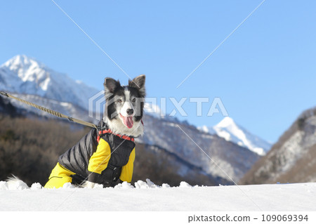 A border collie smiling under the beautiful blue sky and mountains 109069394