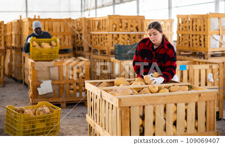 Woman farmer sorting fresh pumpkins Woman farmer sorting fresh pumpkins 109069407