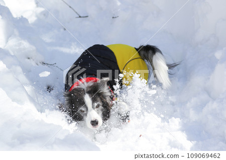 邊境牧羊犬穿著衣服在雪滑梯上玩耍 邊境牧羊犬穿著衣服在雪滑梯上玩耍 109069462