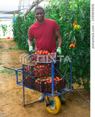 Afro-american man carries on wheelbarrow plastic boxes with harvest of tomatoes 109069806