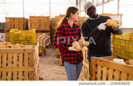 Two farmers discusses work issues, holding pumpkins 109069809