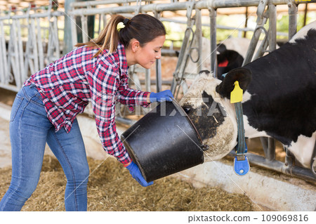 Female farmer feeding calf in the cowshed Female farmer feeding calf in the cowshed 109069816