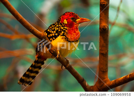 Red and yellow barbet sitting on tree branch  109069958