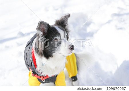 A border collie wearing clothes plays in the snow A border collie wearing clothes plays in the snow 109070067