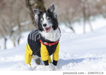 一隻穿著衣服的邊境牧羊犬在雪地裡玩耍 一隻穿著衣服的邊境牧羊犬在雪地裡玩耍 109070114