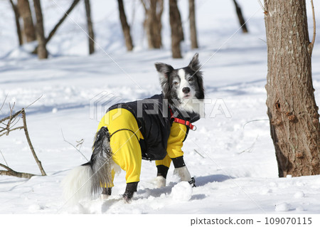 A border collie wearing clothes plays in the snow 109070115